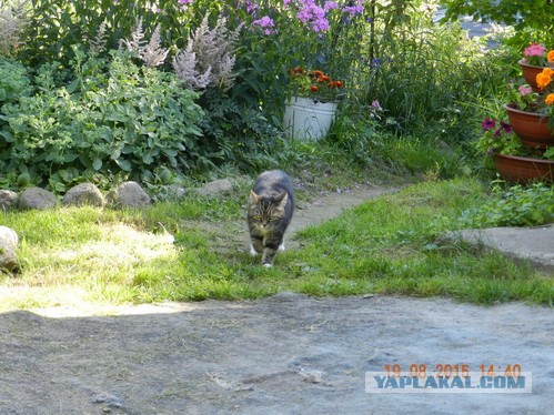 Грустный котовторник