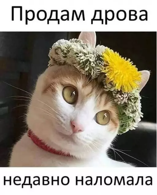 16871351.webp