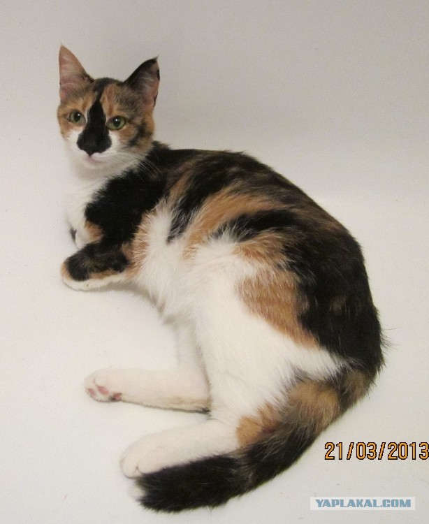 Котовторник 26.03.2013