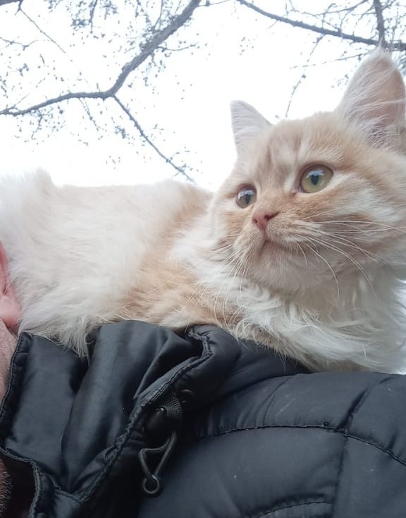 Пожалуй, лучше и не скажешь
