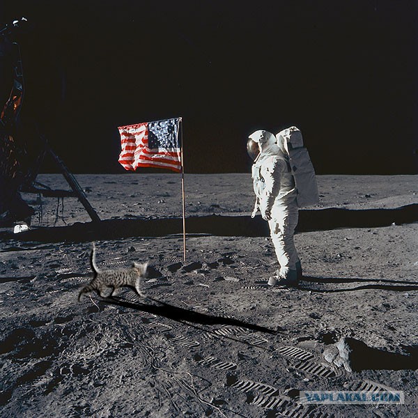 Приключения кота в Африке!