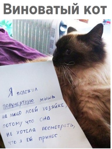 Котокартинки