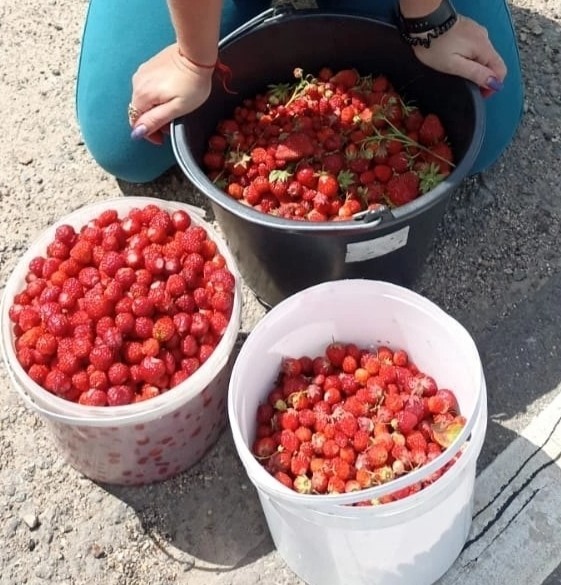 У нас клубника полевая пошла