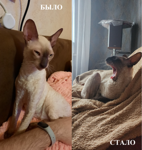 Было-стало тред (котовторник)