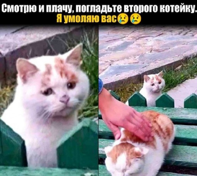 К котовторнику: подборка картинок-баянов с котиками и про котиков. Выпуск 25.