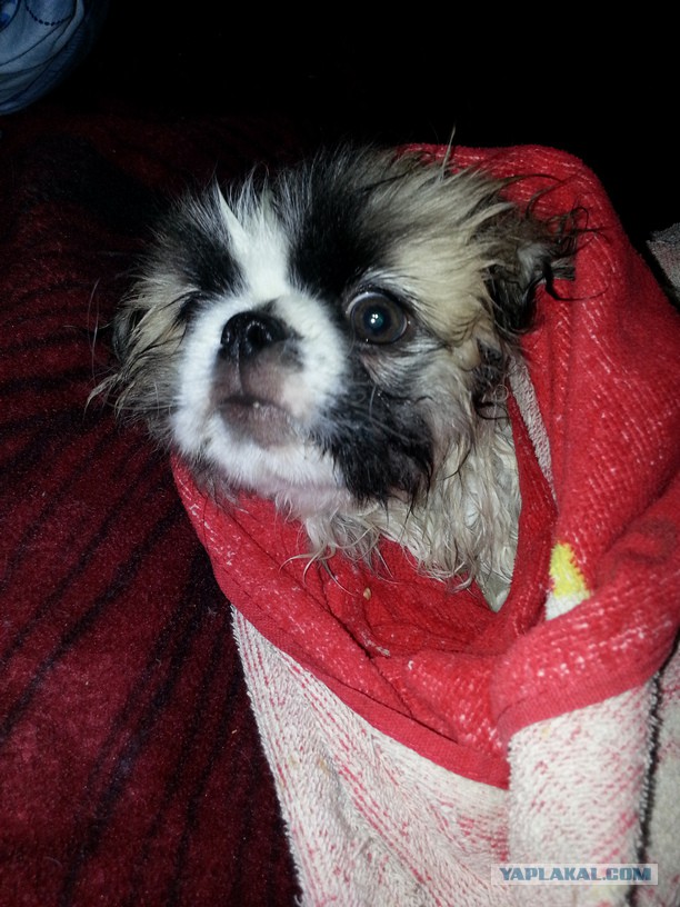 Собакочетверг на 02.01.2014