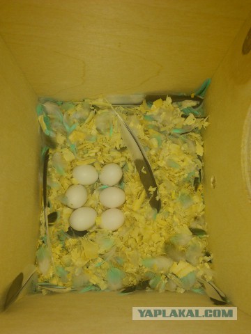 Как я попуганов размножала