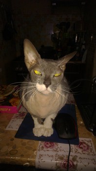 Котовторник 04.03.2014