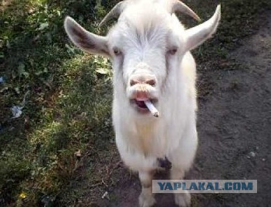 Сотрудники банка "Траст" гадят в лифтах