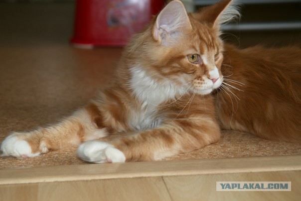 Котовторник   15.04.2014