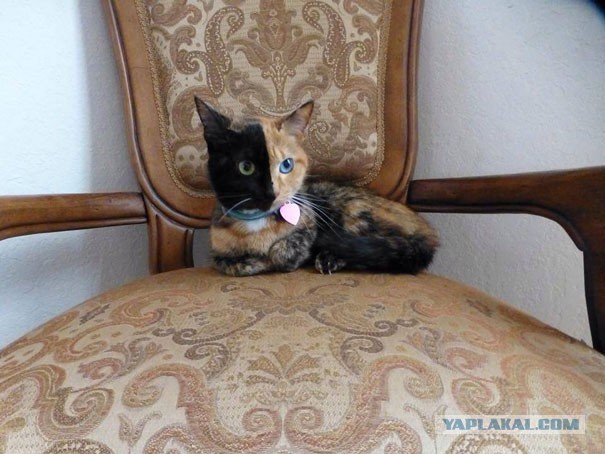 Кошка с двумя лицами