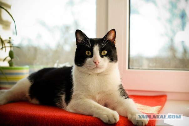 Котовторник 18.11.2014
