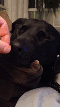 Реакция дремлющего пса на вкусняшку
