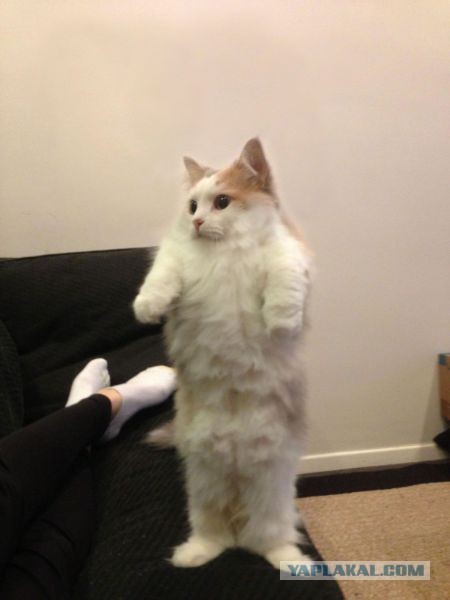 Котяка-стояка