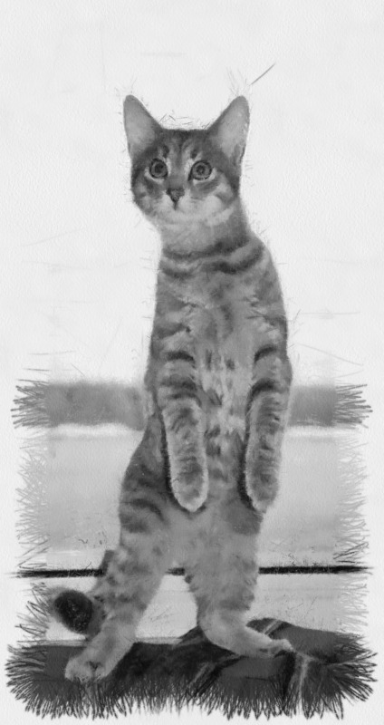 Работы сухой кистью художника Елены Коваленко