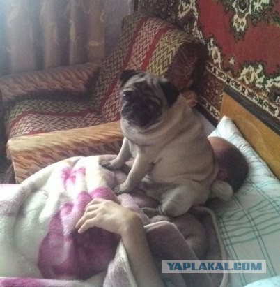 Картинки из сети
