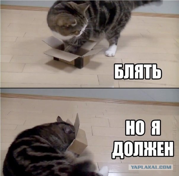 Подборка прикольных фото на среду