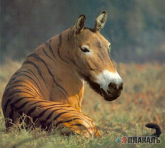 Фотожабные звери и насекомые