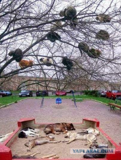 Скотинки - Животинки