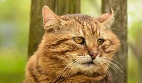 Что ты пристал?!