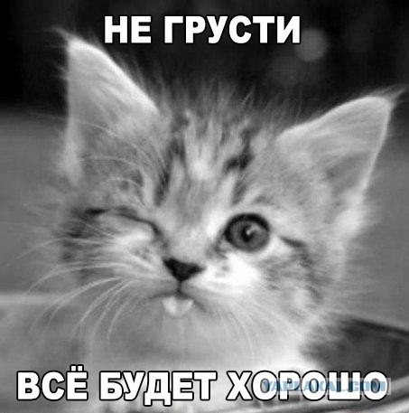 Как меня пытались развести или кошка в залоге