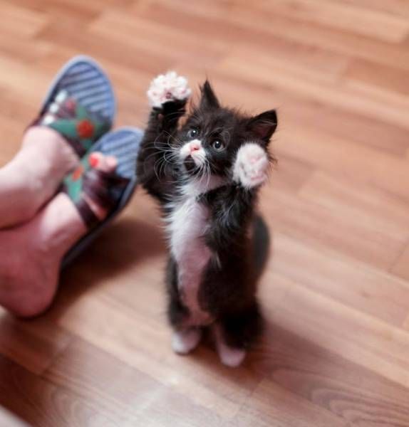 Коты и Кошки