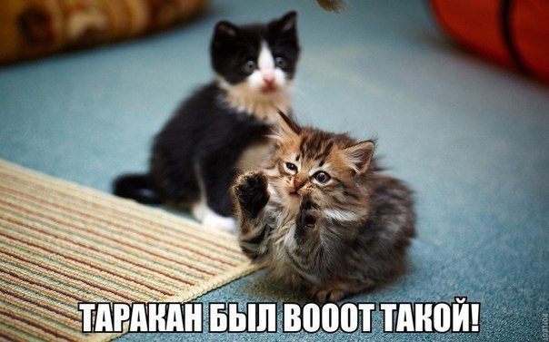 Коты и Кошки
