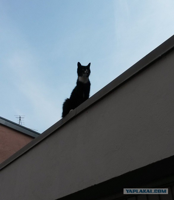 Котовторник 30.05.2017