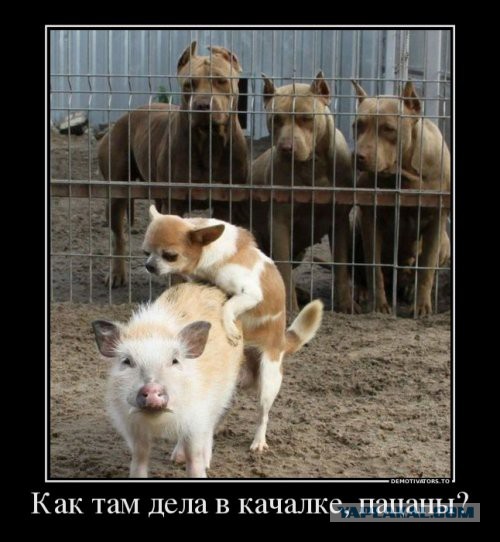 "Слегка" чёрный и абсурдный юморок