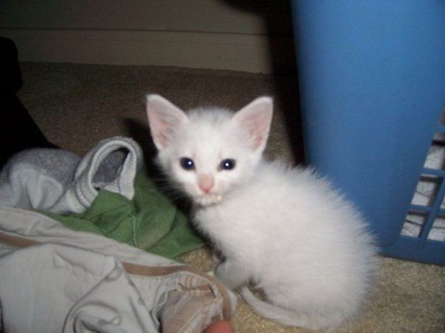 Коты и Кошки