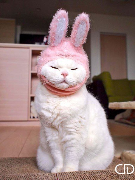 Коты и Кошки