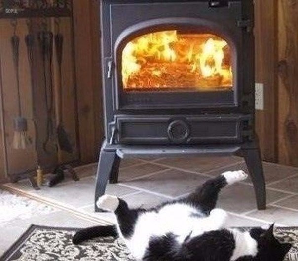 Коты и Кошки