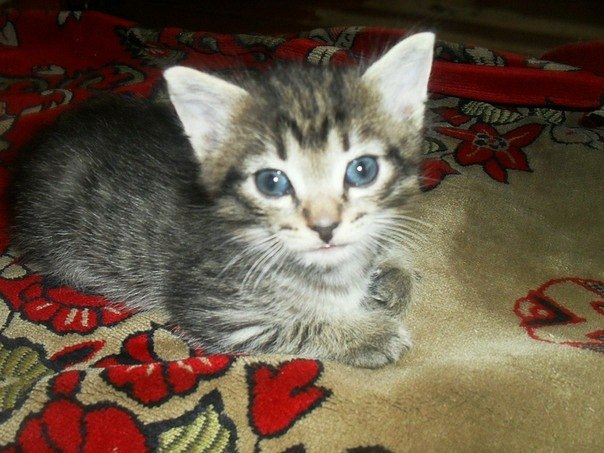 Коты и Кошки