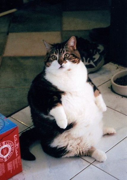 Коты и Кошки