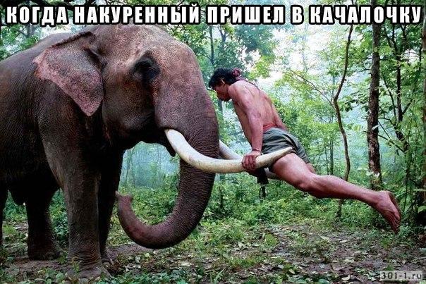 Центнер Идиотизма