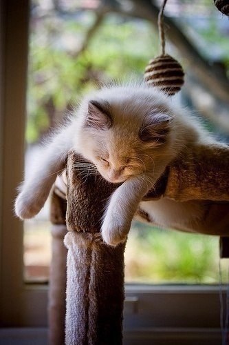 Фотобомбы котов