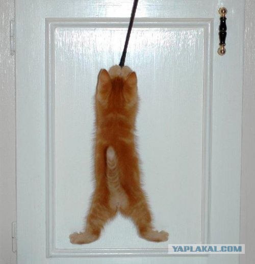 Даёшь Котовторник на ЯПе! (29.07.08)