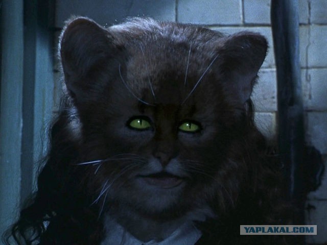 Кот с человеческим лицом