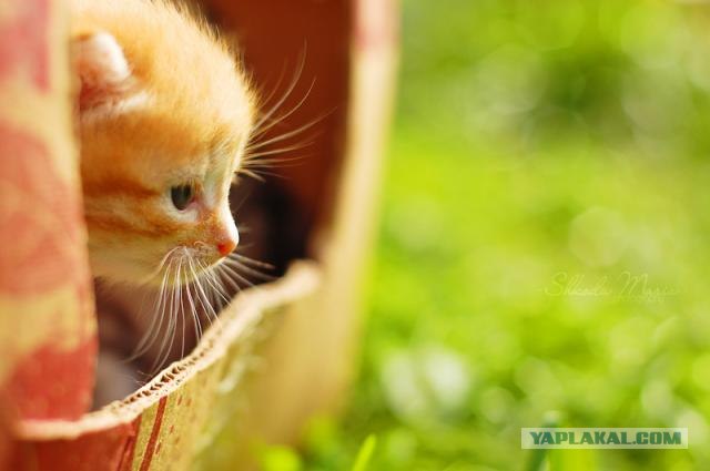 Вторничный котометъ на ЯПлакалъ