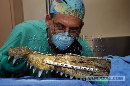 Спасение крокодила (11 фото)