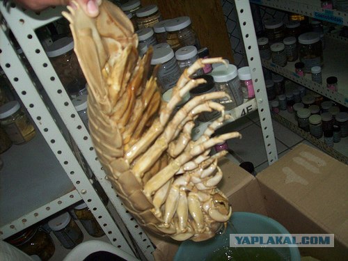 Однажды они захватят мир (не для нервных) 10 фото