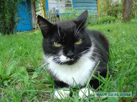 А как же Котовторник?!