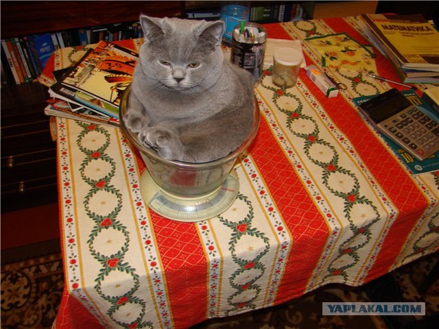 Котовторник - С праздником, котоводы!