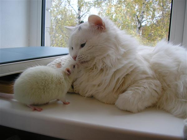 Котовторник стартует