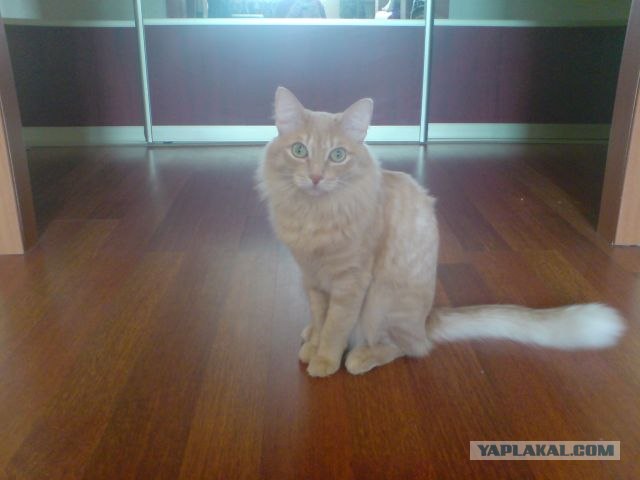Котовторник  07.06.11