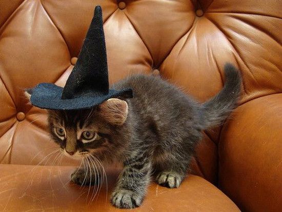Котовторник! 11.10.11