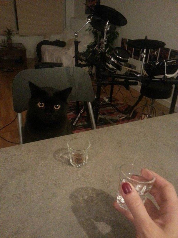 Прикольных котов пост