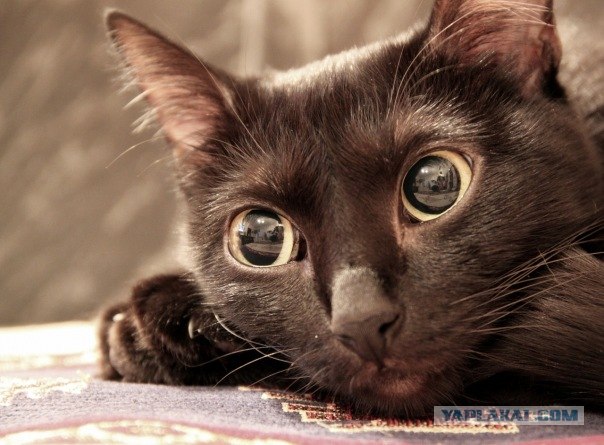 Котовторник (31.01.2012)