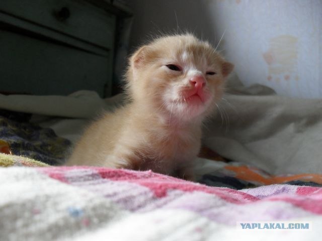 Котовторник (07.02.2012)