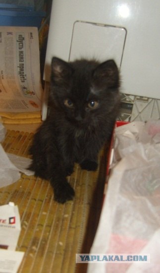 Котовторник (21.02.2012)